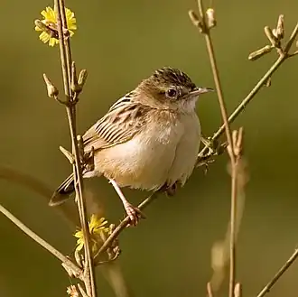 Веерохвостая цистикола