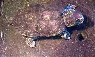 Большеголовая черепаха