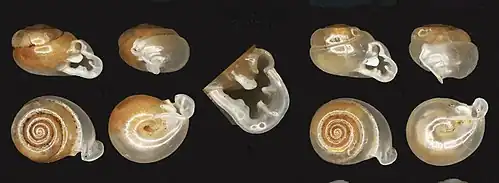 Раковина Perrottetia aquilonaris. Левая раковина&nbsp;— голотип с шириной раковины 6,6 мм и высотой раковины 3,9&nbsp;мм. Правая раковина&nbsp;— паратип