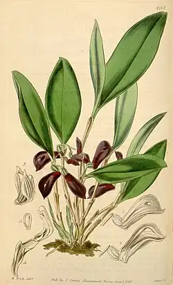 Zootrophion atropurpureum— типовой вид рода ZootrophionБотаническая иллюстрация, 1845 г.