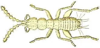 Zorotypus guineensis