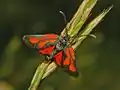 Zygaenidae: Zygaena osterodensis