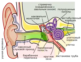 Строение уха