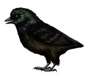 Cruralispennia4 марта 2019 года