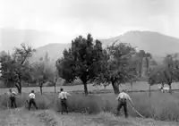 Косари на сенокосе