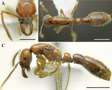 Самка (матка)