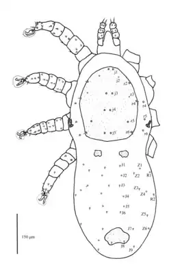 Дорсальная поверхность