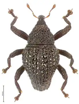 Trigonopterus diengensis