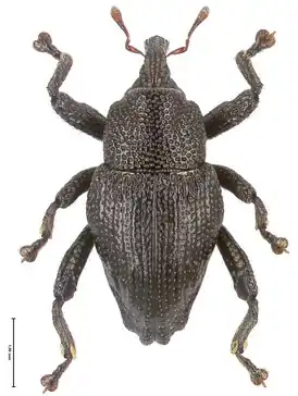 Trigonopterus dimorphus