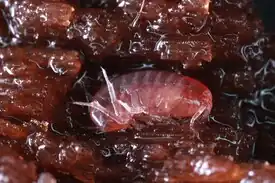 Allorchestoides rosea