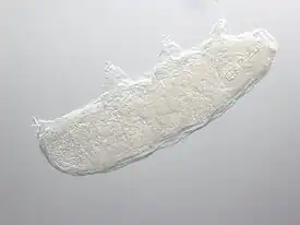 Austeruseus faeroensis