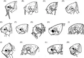 Головы блох рода Tunga: (A) T. penetrans; (B) T. caecata; (C) T. caecigena; (D) T. travassosi; (E) T. bondari; (F) T. terasma; (G) T. callida; (H) T. libis; (I) T. monositus; (J) T. trimamillata; (K) T. bossii; (L) T. bonneti; (M) T. hexalobulata