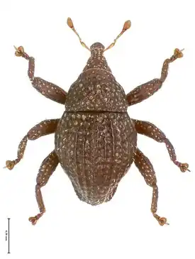 Долгоносик Trigonopterus honjensis
