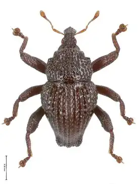 Долгоносик Trigonopterus javensis, шкала = 0,5 мм