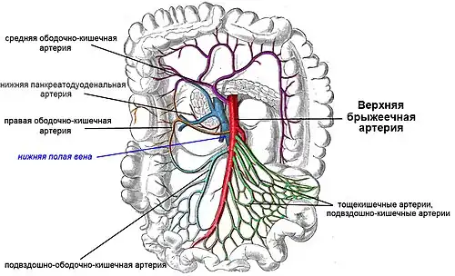 Верхняя брыжеечная артерия и ее ветви. Существует значительное количество различных вариантов ветвления ВБА.