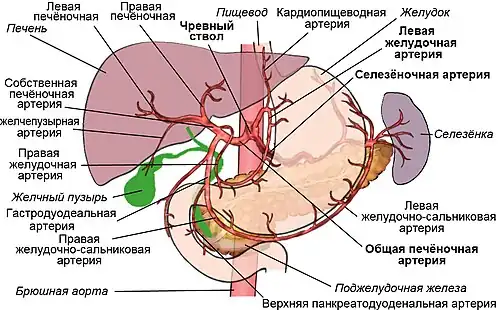 Ветви чревного ствола