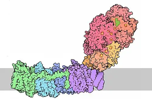 Серым цветом показана внутренняя мембрана митохондрии. Сверху&nbsp;— митохондриальный матрикс, снизу&nbsp;— межмембранное пространство.