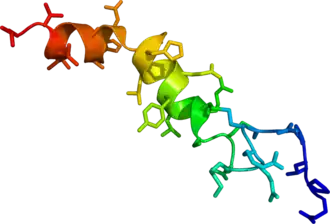 Solution phase NMR structure of orexin A based on the PDB coordinates 1R02