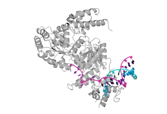 Структура комплекса хеликазы синдрома Блума (BLM) с ДНК (PDB ID: 4CGZ).