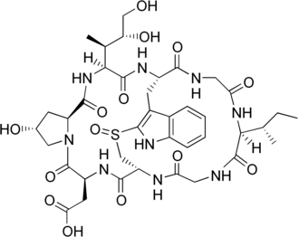 Аманин — циклический октапептид, один из представителей аматоксинов, встречается в плодовых телах грибов рода Аманита (Мухомор), Лепиота и Галерина, чрезвычайно токсичен и смертельно опасен, сильнейший гепатотоксин, вызывает лизис и некрозы клеток паренхимы печени, помимо этого он разрушает клетки кишечника и почек (вызывает острую почечную недостаточность)[10].