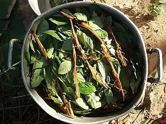 Ayahuasca and chacruna