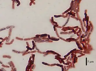Bacillus megaterium, окрашенные красителями Sudan Black B[англ.] и сафранином