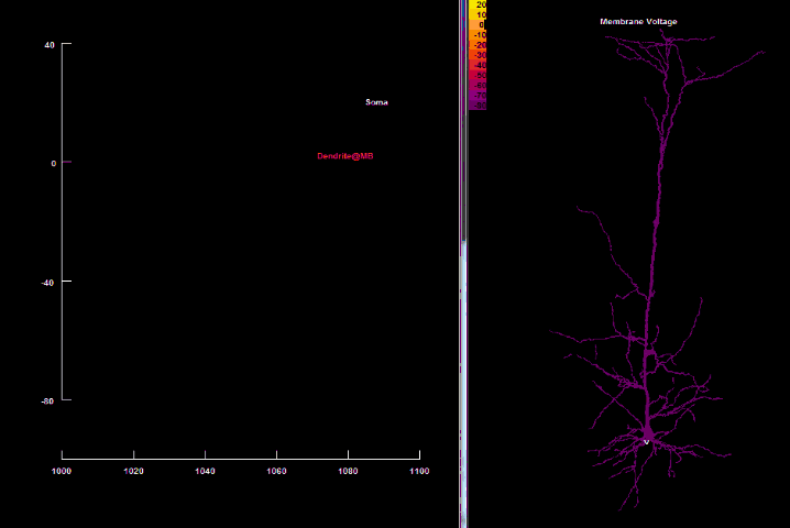 Анимированная симуляция потенциала действия обратного распространения