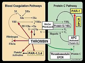 Свёртывание крови: тромбиновый путь и путь протеина C (по Джону Гриффину).