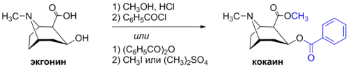 Синтез кокаина из экгонина