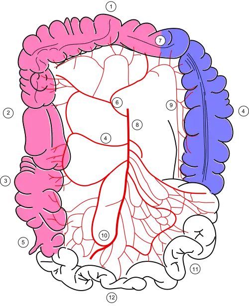 Кровоснабжение кишечника 9 - краевая ободочнокишечная артерия