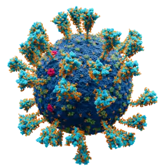 Атомарная модель коронавируса SARS-CoV-2. Цветовое обозначение: &nbsp; — Мембрана &nbsp; — S протеин &nbsp; — E протеин &nbsp; — M протеин &nbsp; — Глюкоза