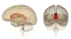 Схема мозга с выделенным мозолистым телом на боковом и фронтальном сечениях.