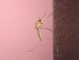 Комар, переносчик японского энцефалита