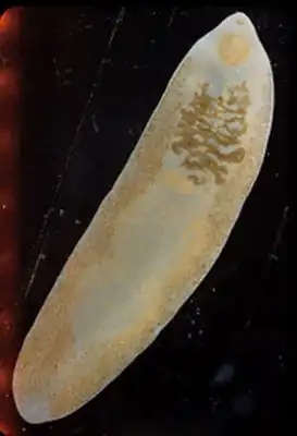 Марита Fasciolopsis buski