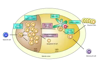 Герминальный центр лимфатического узла, в котором пролиферируют и развиваются B-лимфоциты.