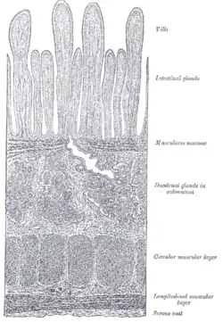 Двенадцатиперстная кишка кошки (X60)