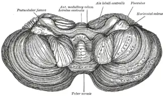 Под поверхностью мозжечка. Бугорок червя мозжечка (лат.&nbsp;tuber vermis) отмечен внизу.