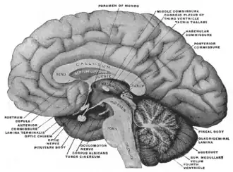 Mesal aspect of a brain sectioned in the median sagittal plane
