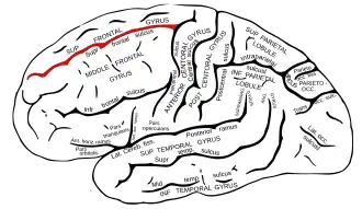 Верхняя лобная борозда головного мозга