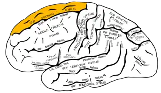 Верхняя лобная извилина головного мозга