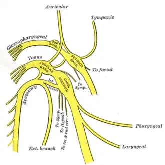 Верхние части языкоглоточого нерва, блуждающего и добавочного нервов