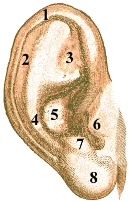 Ушная раковина человека (боковая поверхность) 1 – завиток (helix, icis); 2 – ладья (scapha); 3 – треугольная ямка (fossa triangularis); 4 – противозавиток (anthelix); 5 – раковина (concha auriculae); 6 – козелок (tragus); 7 – противокозелок (antitragus); 8 – мочка (lobulus auriculae)[1].