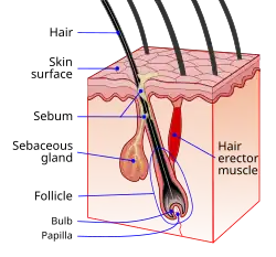 Волосяной фолликул