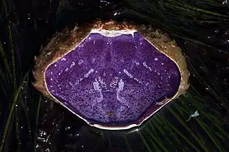 Внутренняя поверхность панциря краба Cancer productus окрашена гемоцианином в фиолетовый цвет