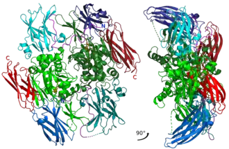 Неактивный гомодимер пептида A1 со всеми доменами и основными каталитическими остатками, показанными разными цветами.
