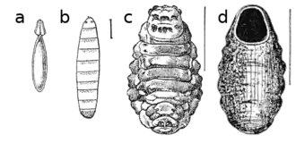 Яйцо, ранняя и поздняя личинки и пустая линочная шкурка куколки бычьего овода