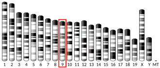 9-я хромосома мыши