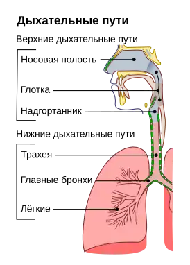 Дыхательные пути. Трахея и главные бронхи окрашены зелёным.