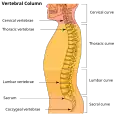 Позвоночный столб