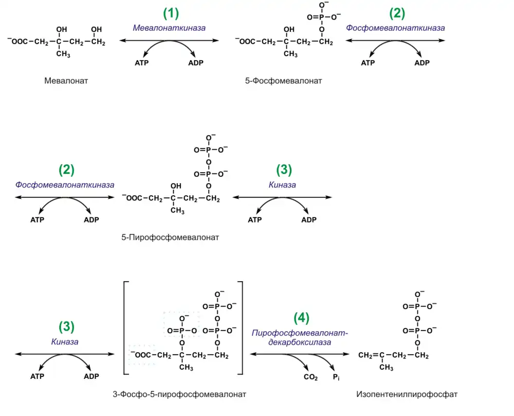 Синтез изопентенилпирофосфата